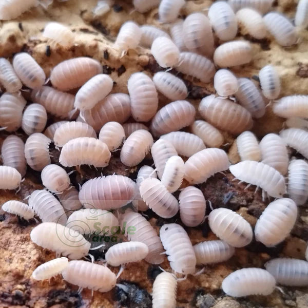 Cubaris murina "Glacier"